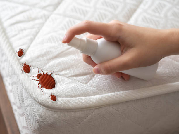 Best Flea Control Services  in South Blooming Grove, NY