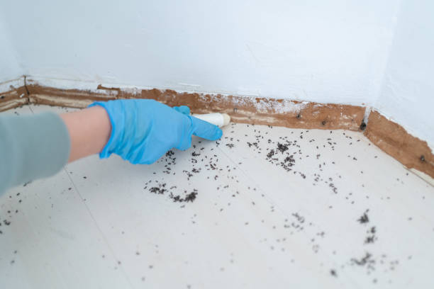 Best Affordable Pest Control Services  in South Blooming Grove, NY